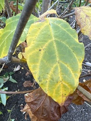 Calycanthus chinensis