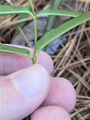 Thyrsanthella difformis