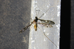 Leptotarsus huttoni