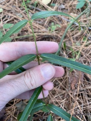 Thyrsanthella difformis