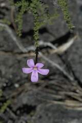 Jamesbrittenia calciphila