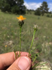 Adenophyllum wrightii