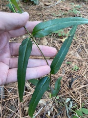 Thyrsanthella difformis