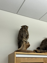 Bubo