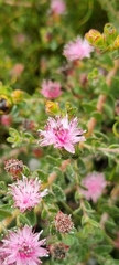 Diastella divaricata divaricata