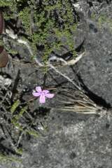 Jamesbrittenia calciphila