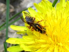 Nomada fucata
