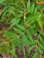 Rhus lanceolata