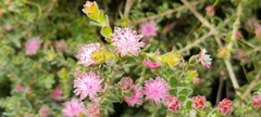 Diastella divaricata divaricata