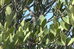 Cisticola subruficapilla