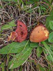 Chalciporus rubinellus