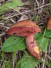 Chalciporus rubinellus