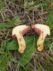 Chalciporus rubinellus