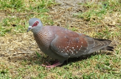 Columba guinea