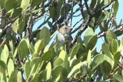 Cisticola subruficapilla