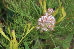 Serruria ascendens