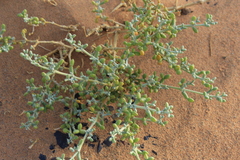Tetraena gaetula