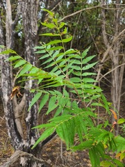 Rhus lanceolata