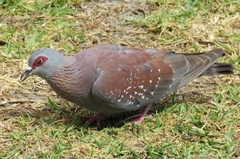 Columba guinea
