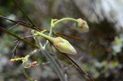 Cotyledon orbiculata