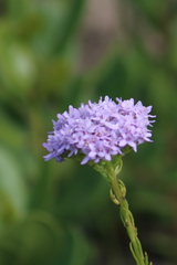 Pseudoselago serrata