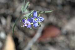 Heliophila linearis
