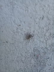 Menemerus bivittatus