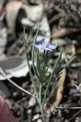 Heliophila linearis