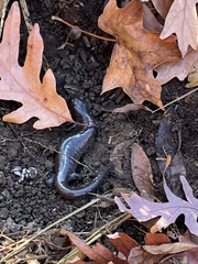Ambystoma barbouri