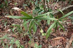 Cyperus albostriatus
