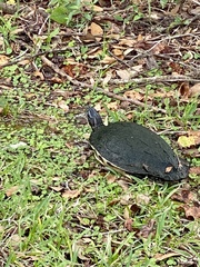 Pseudemys peninsularis