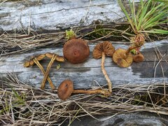 Cortinarius davemallochii