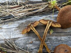 Cortinarius davemallochii