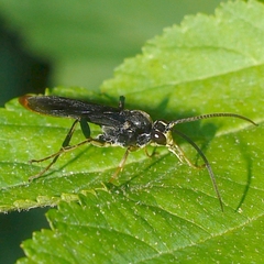 Protichneumon grandis