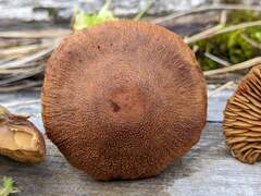 Cortinarius davemallochii
