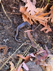 Ambystoma barbouri