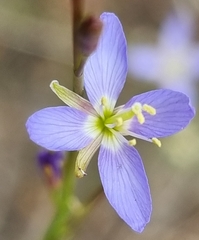 Heliophila adpressa