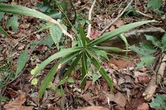 Cyperus albostriatus