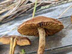 Cortinarius davemallochii