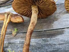 Cortinarius davemallochii