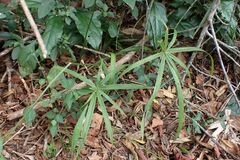 Cyperus albostriatus