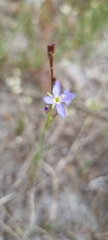 Heliophila adpressa