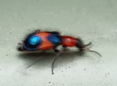 Dicranolaius cinctus