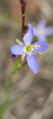 Heliophila adpressa