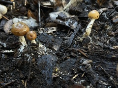 Psilocybe allenii