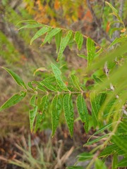 Rhus lanceolata