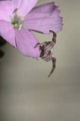 Thomisus citrinellus