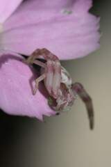 Thomisus citrinellus