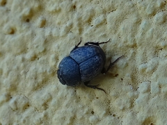 Palaeonthophagus