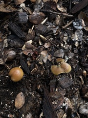 Psilocybe allenii
